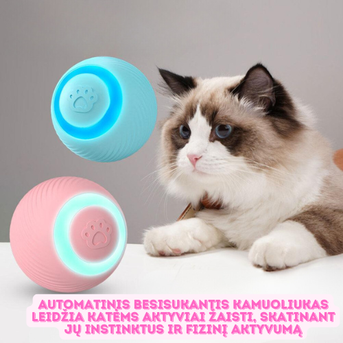 SPRUKSTANTIS KAMOLIUKAS KATĖMS 🐈